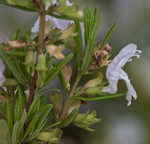 Apalachicola false rosemary